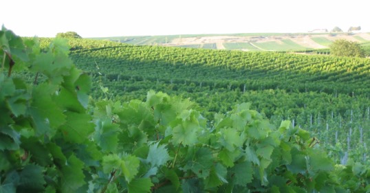 Weinberge in Gau-Weinheim